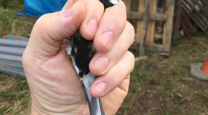 Bird ringing