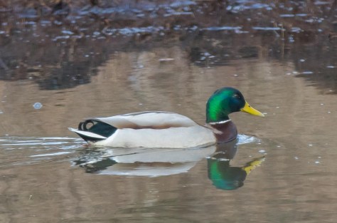Male Mallard swimming II-2408