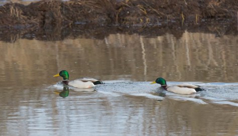 Pair of male Mallards-2391