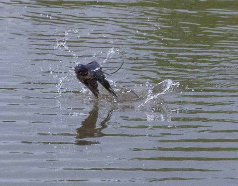 splash swallowIII-5658.jpg