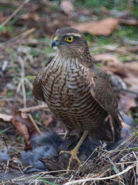 sparrowhawk with lunch (1 of 1)