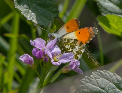 Orange tip (1 of 1)
