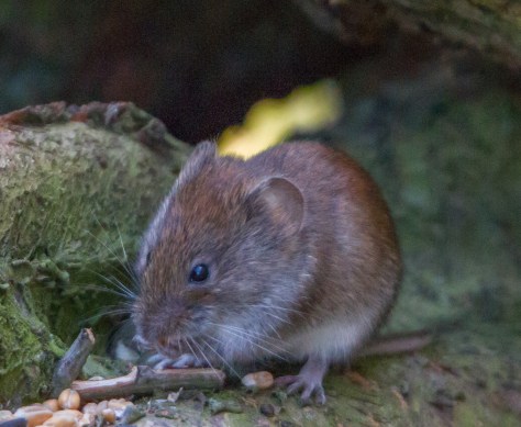 Voley praying (1 of 1)
