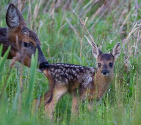 Bum licker II (1 of 1)