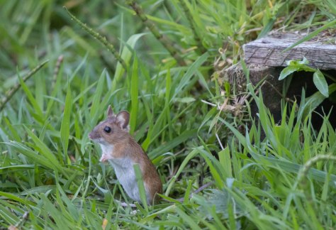 woodmouseatattention-4946