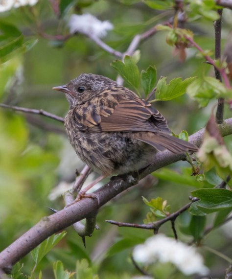 youngdunnock-4896