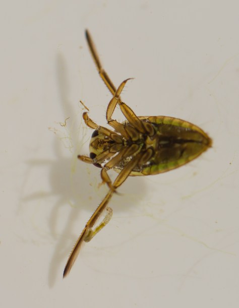 great water boatman II (1 of 1)