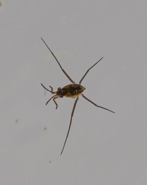 young pond skater (1 of 1)