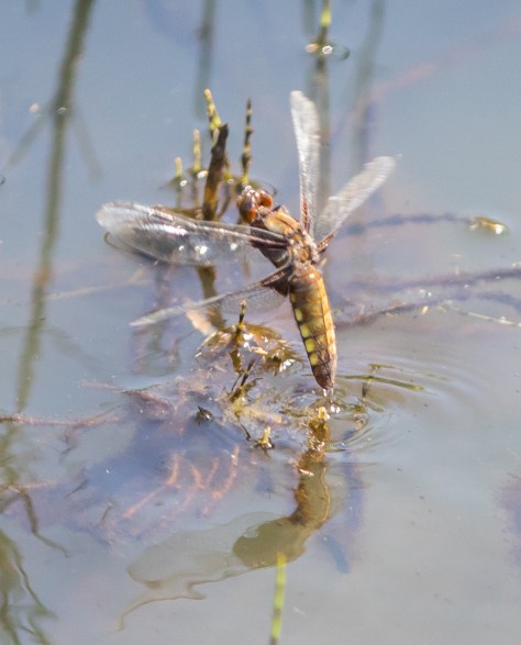 egg laying V (1 of 1)