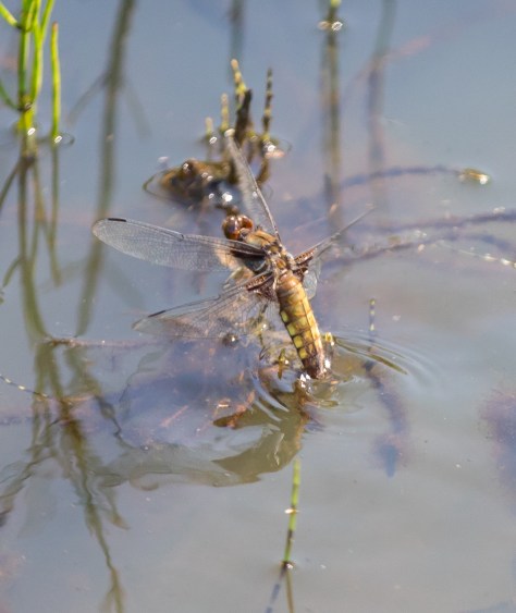 egg laying VII (1 of 1)