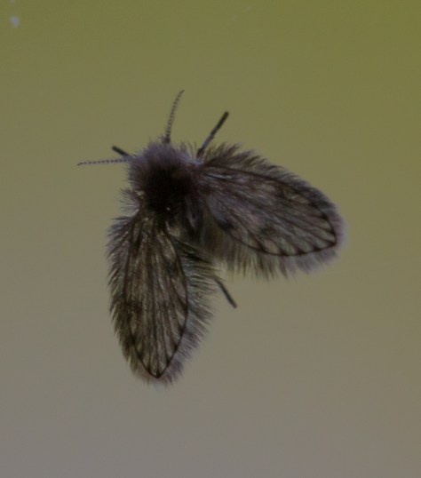 hairy little moth (1 of 1)