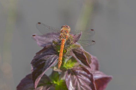 Male common Darter (1 of 1)