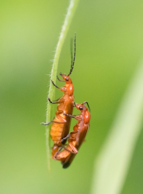 Soldier beetles mating (1 of 1)