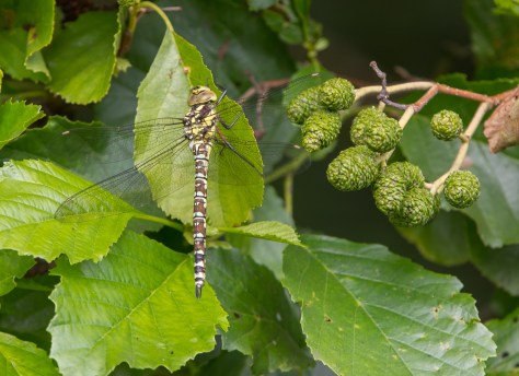 Southern Hawker on Alder (1 of 1)
