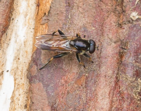 Unknown beastie (1 of 1)