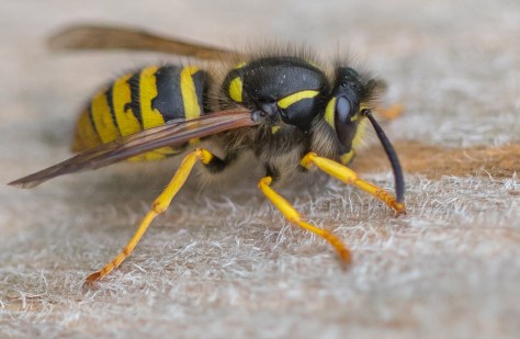 Wasp chewing bench (1 of 1)