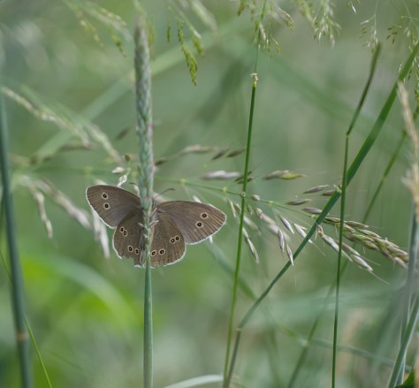 Ringlet on grass (1 of 1)