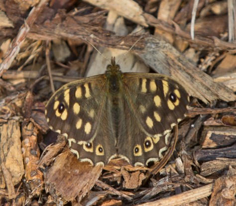 Speckled wood wings partial open (1 of 1)