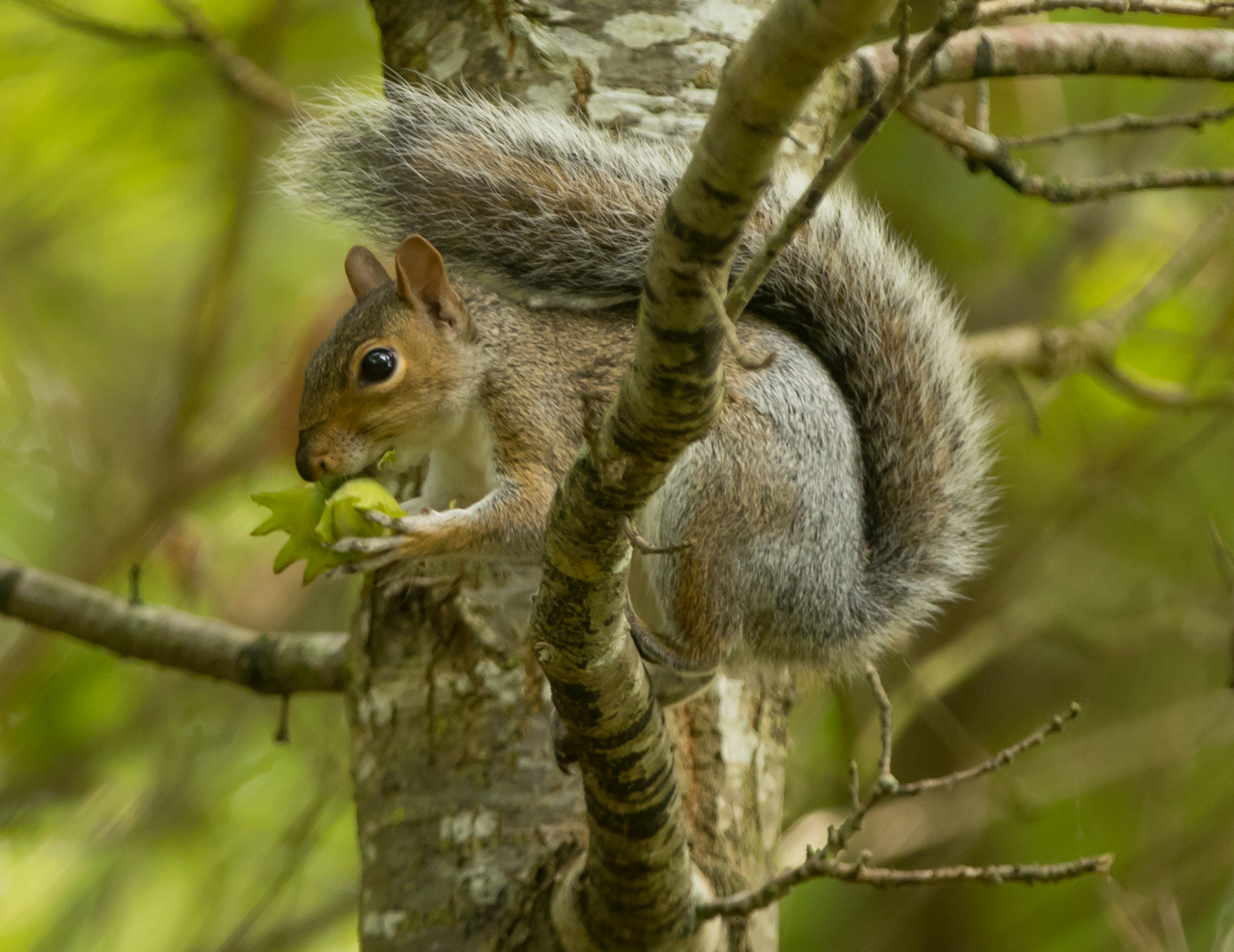 mouthful of hazel II (1 of 1)
