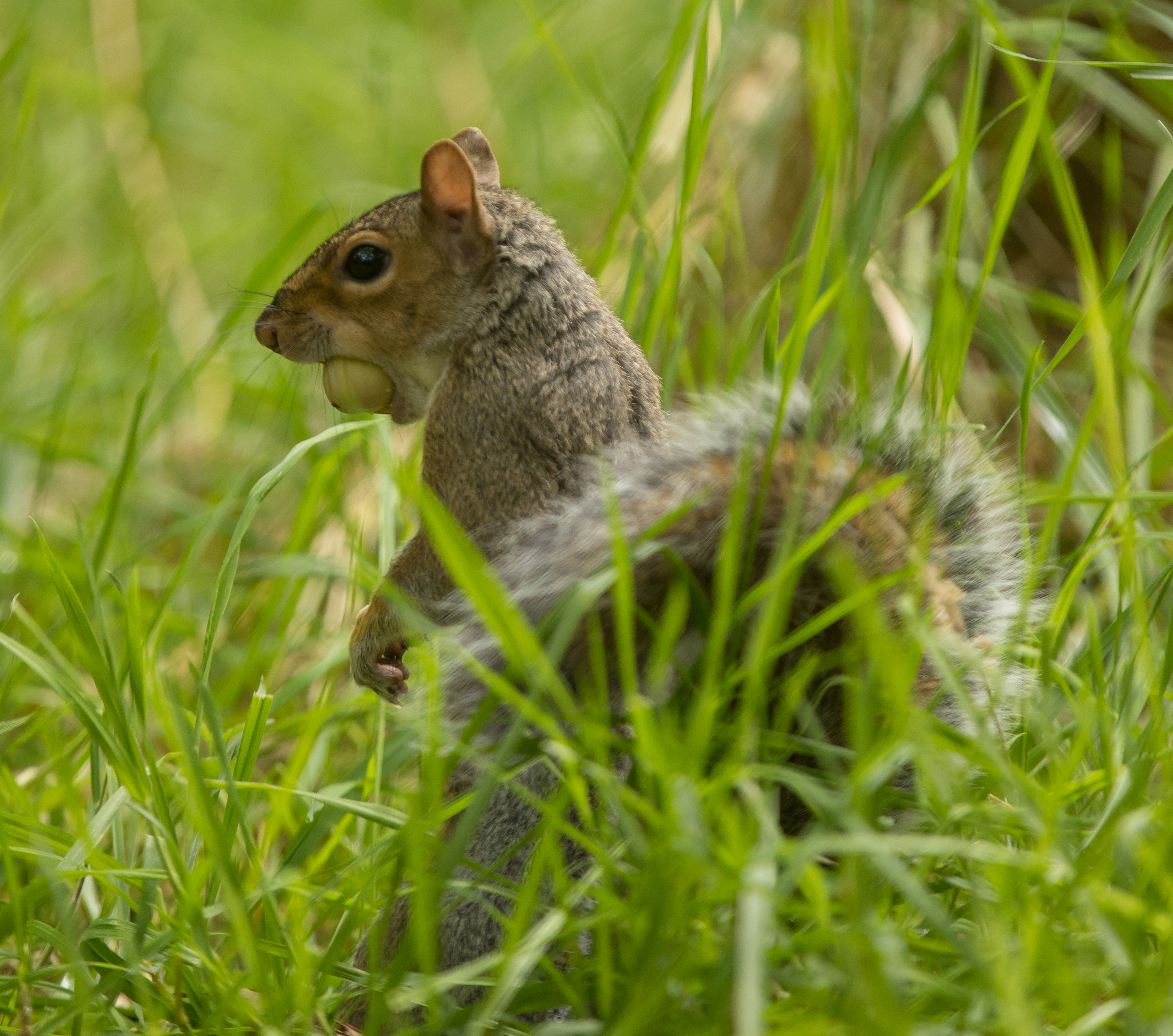 mouthful of hazel III (1 of 1)