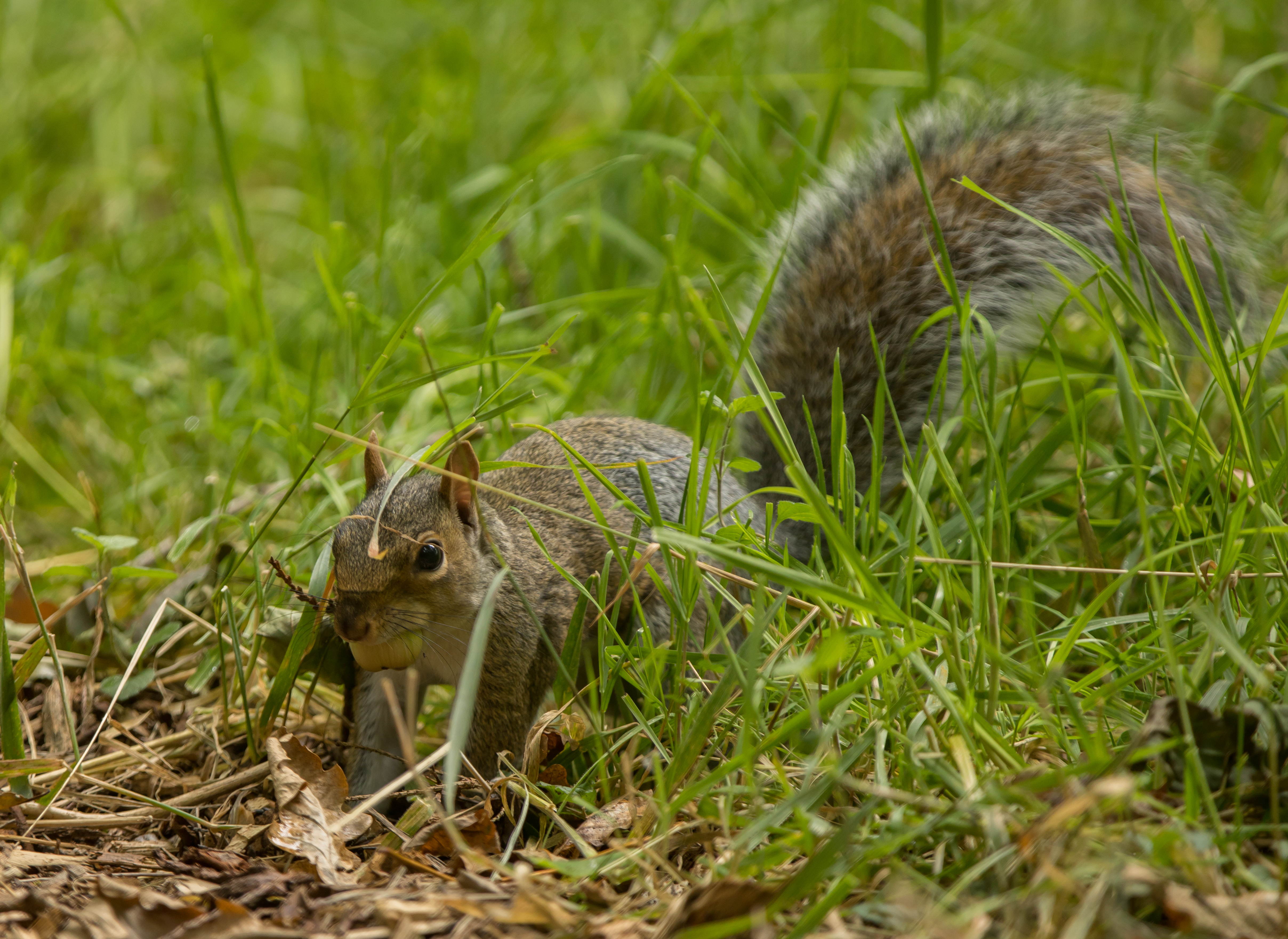 pre bottoms up (1 of 1)