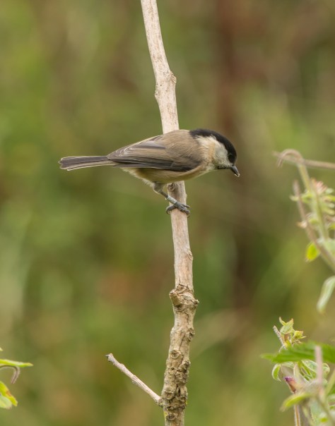 willow warbler on a stick (1 of 1)