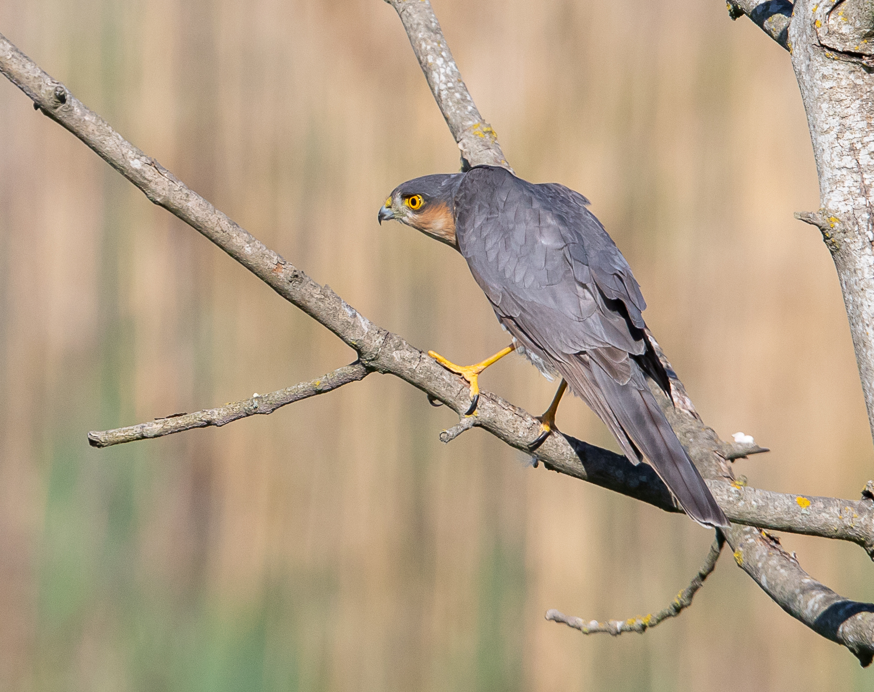 Alert Sparrowhawk -3567