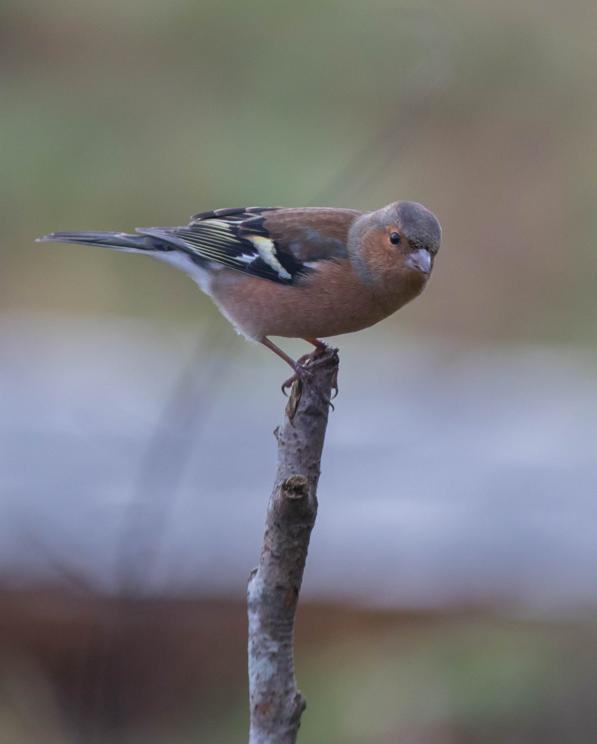 chaff on a stick-7897