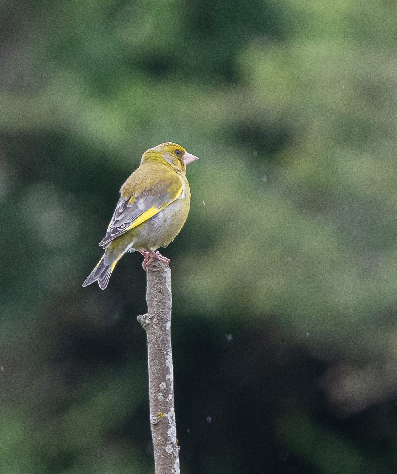 Greenfinch-9694