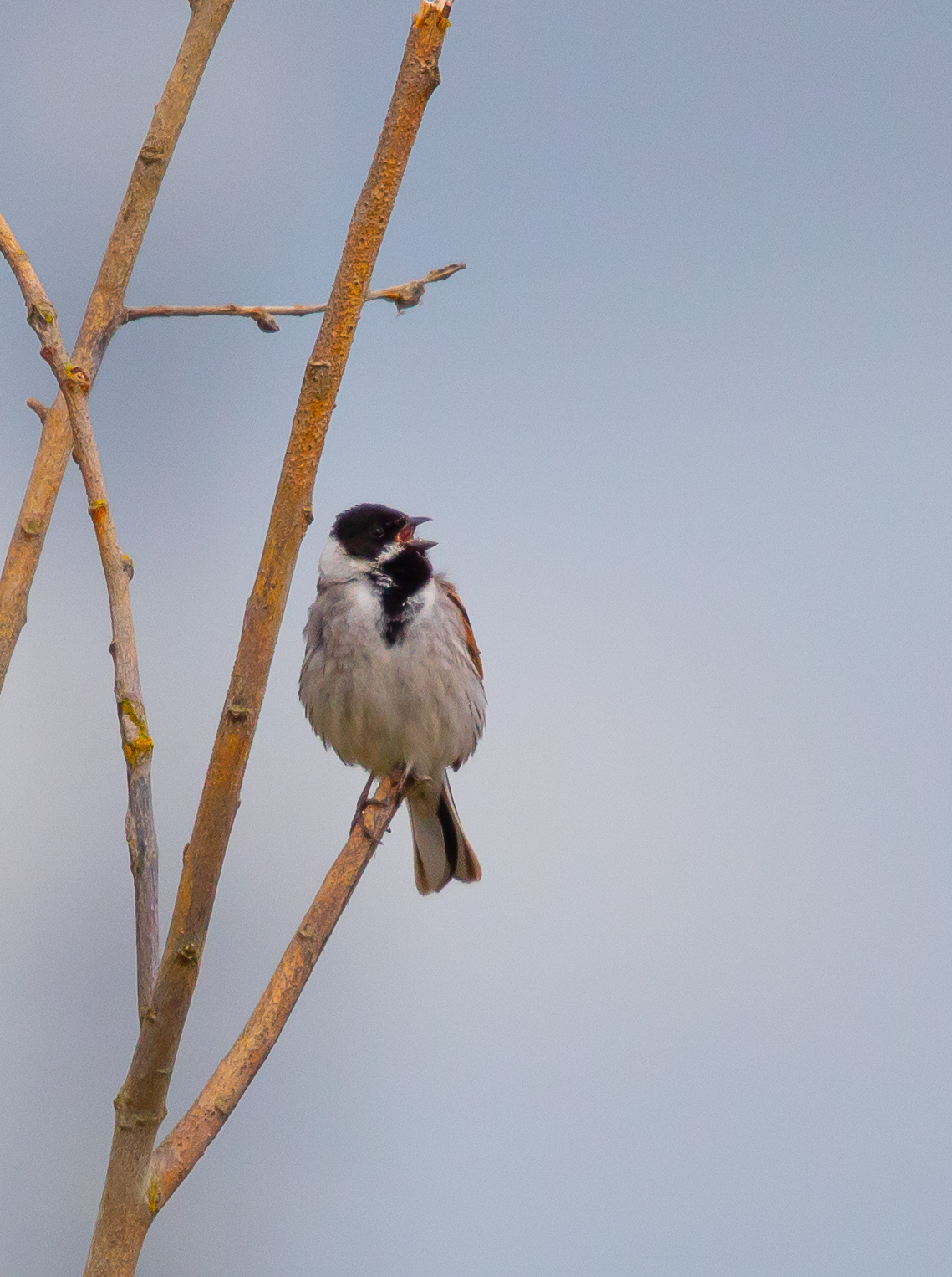 Male Reed Bunting singing-3132