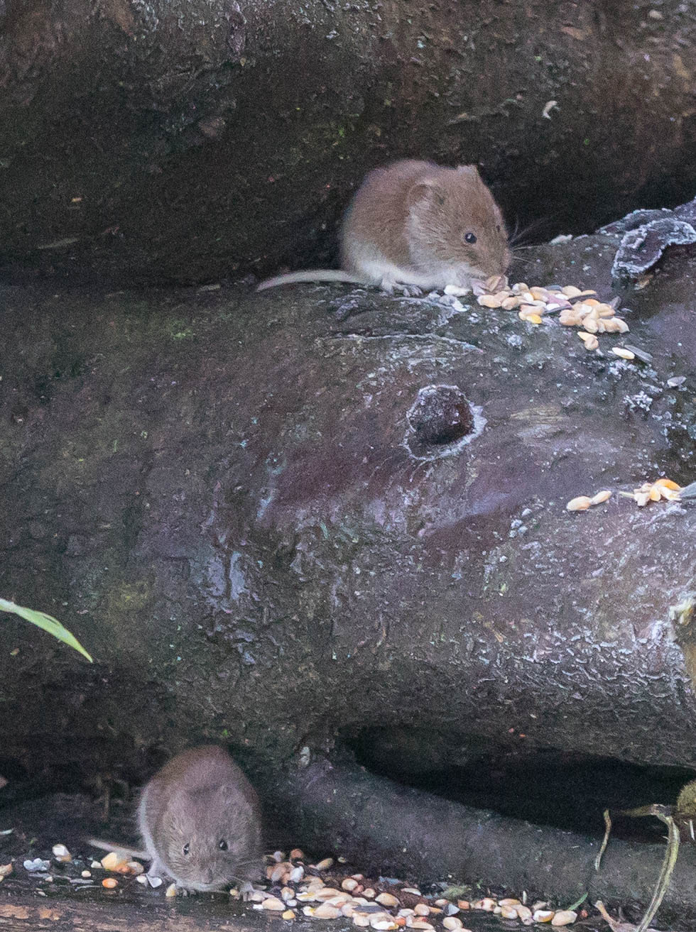 upstairs downstairs-7828