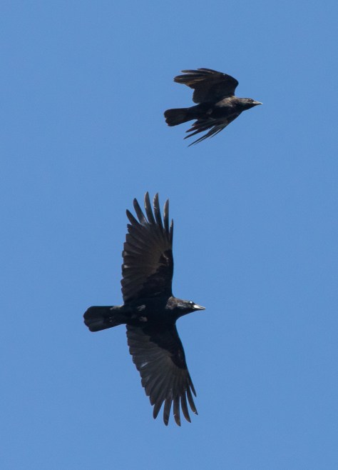 crow pair-1707