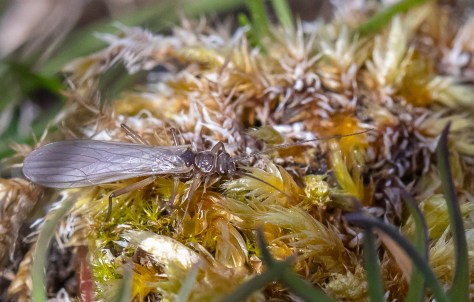 flying beastie on moss-1950