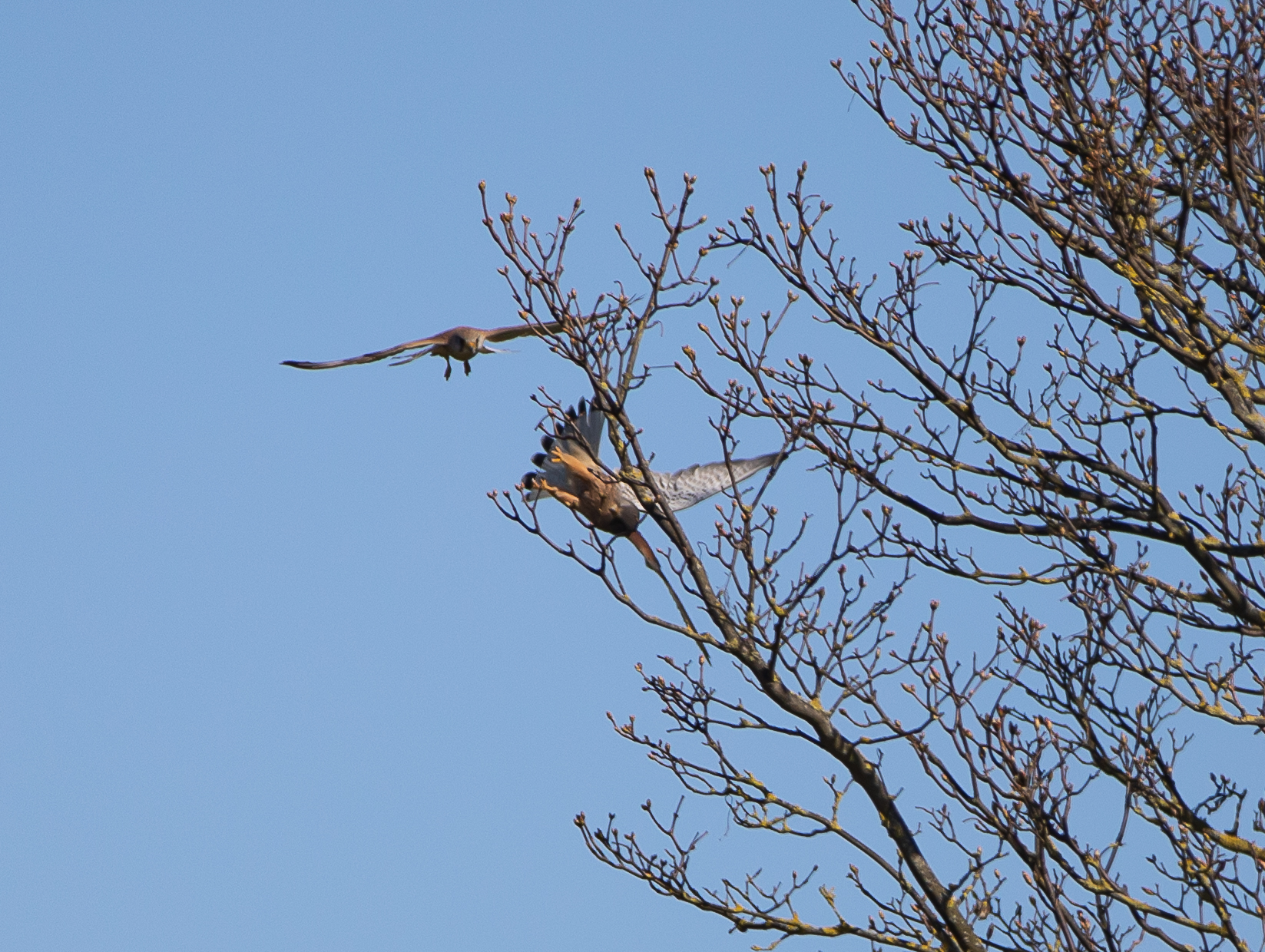 male and female sparrowhawks joisting II-1544