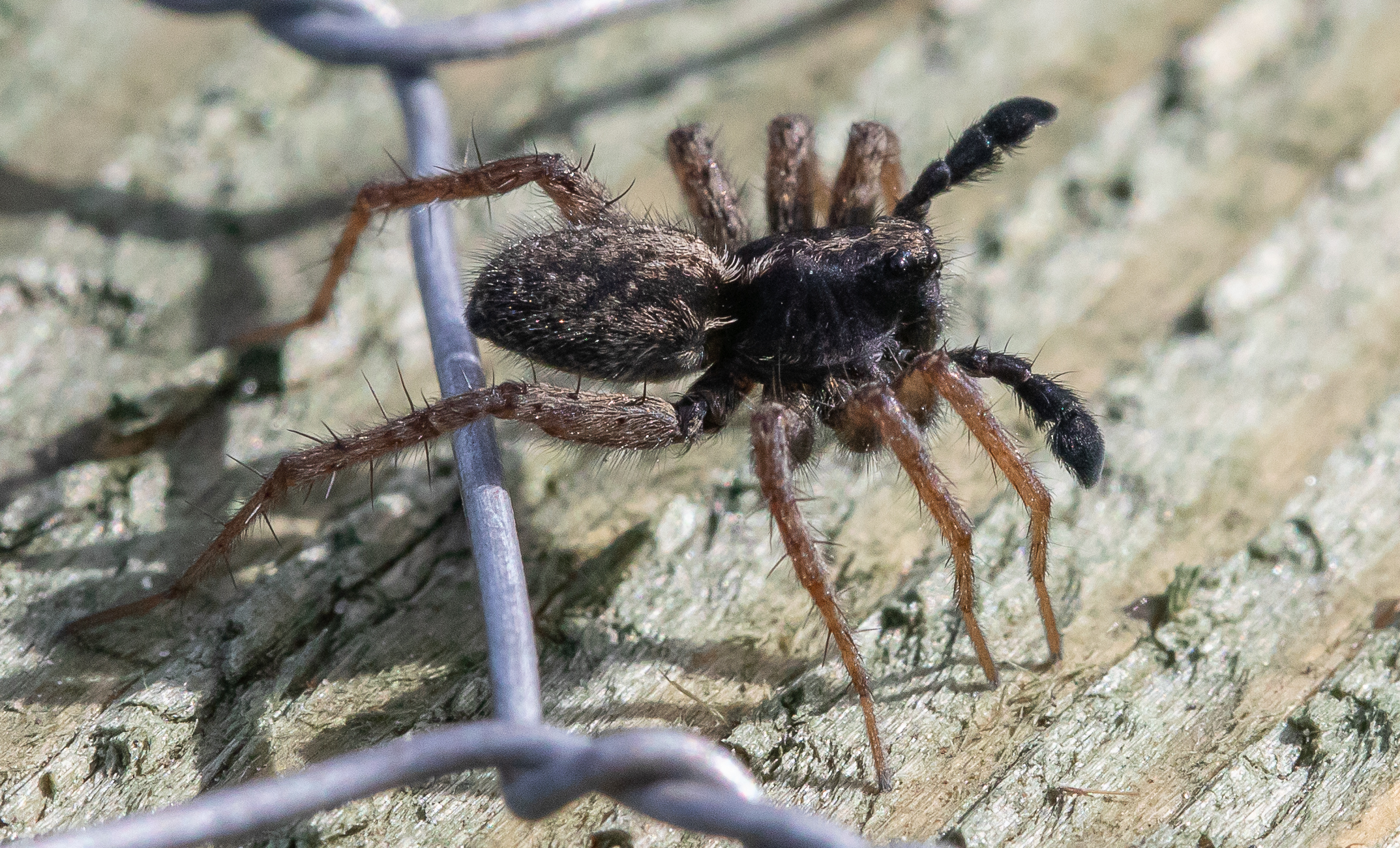 mr spider signalling III-1942