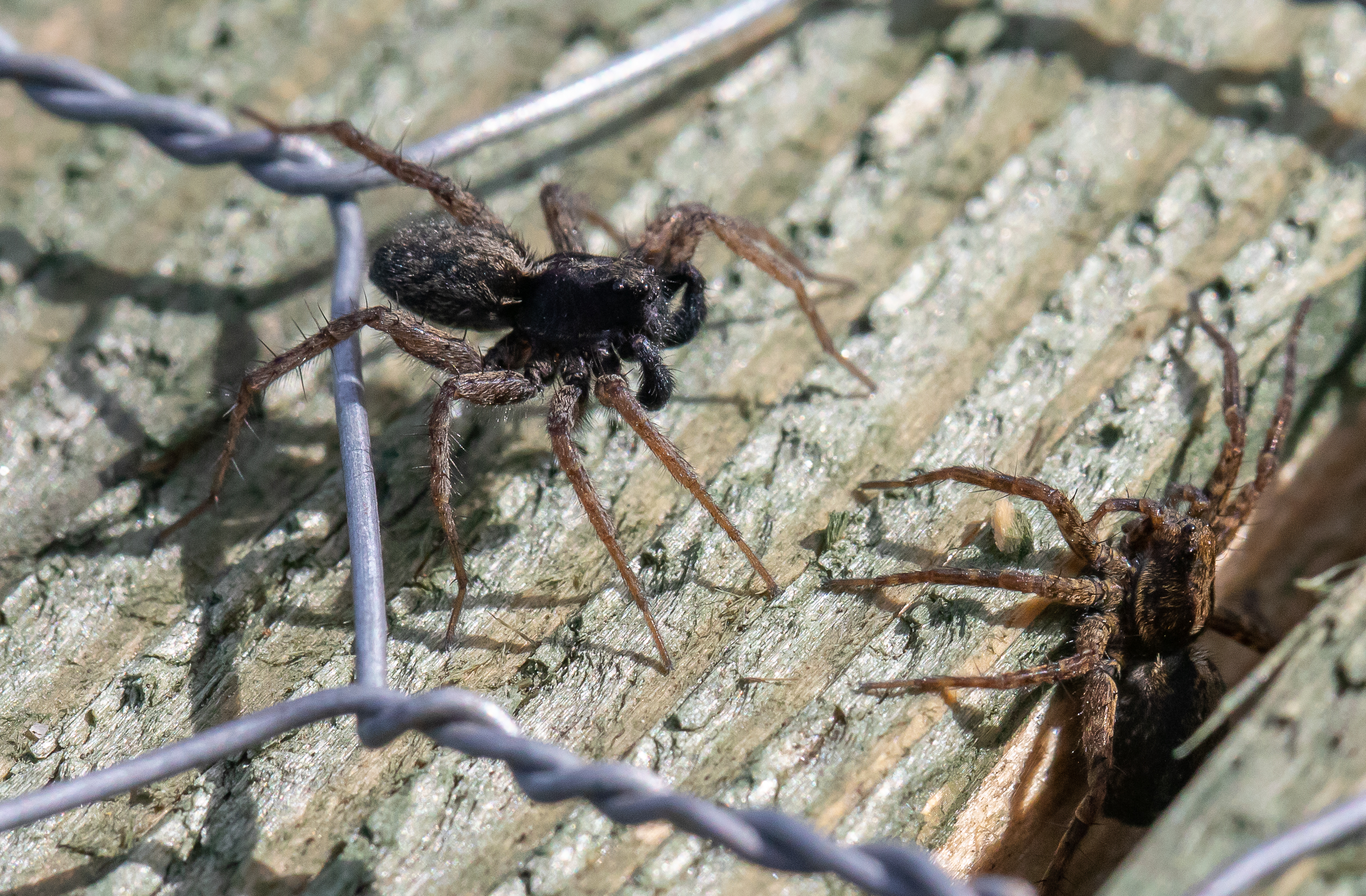 mrs and mr spider -1924