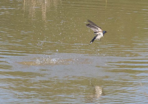 swallowsplash III-2215