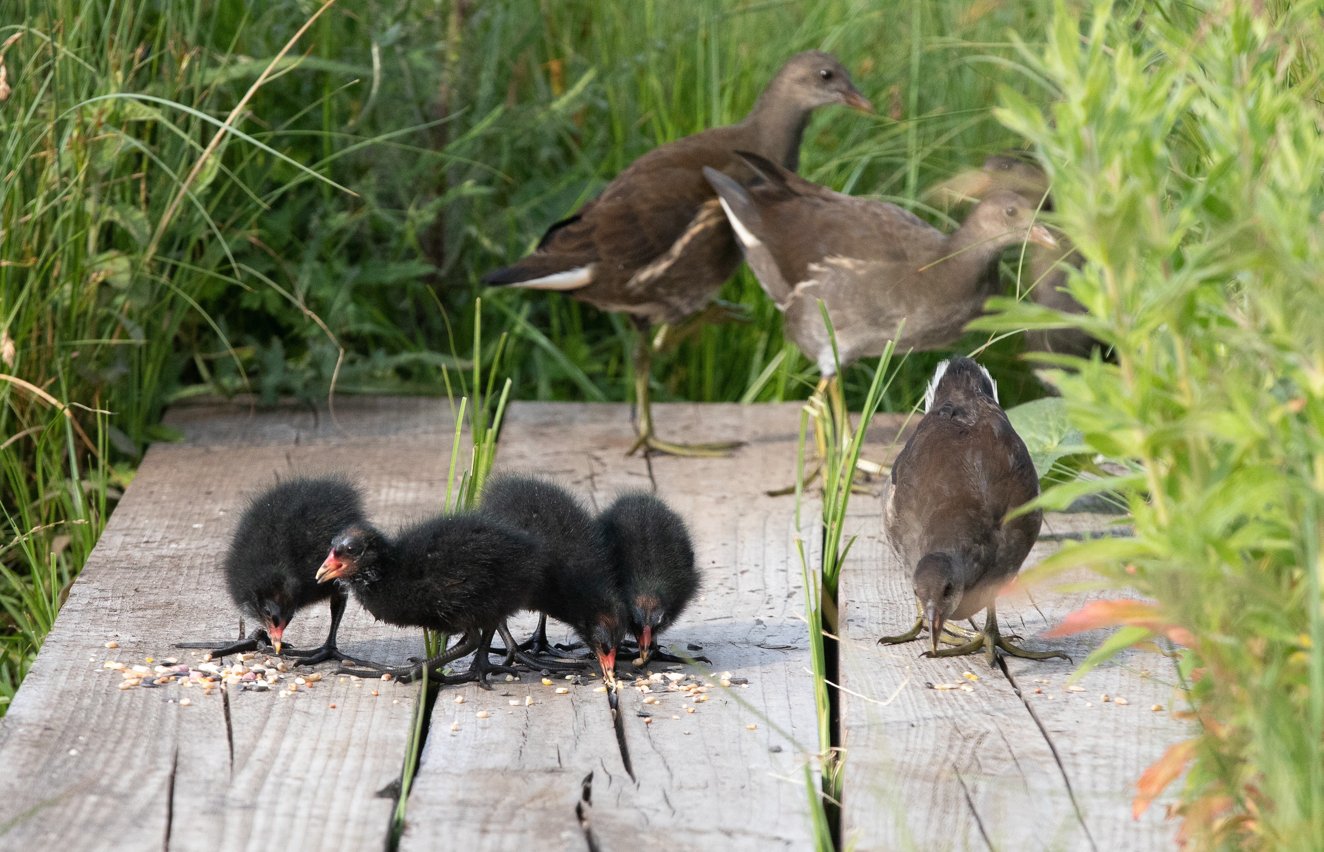 2nd Brood 4 pack-3885