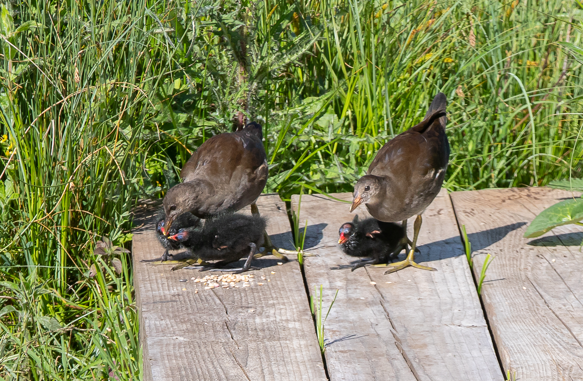 Moorhen chicks brood 1 and 2-3681