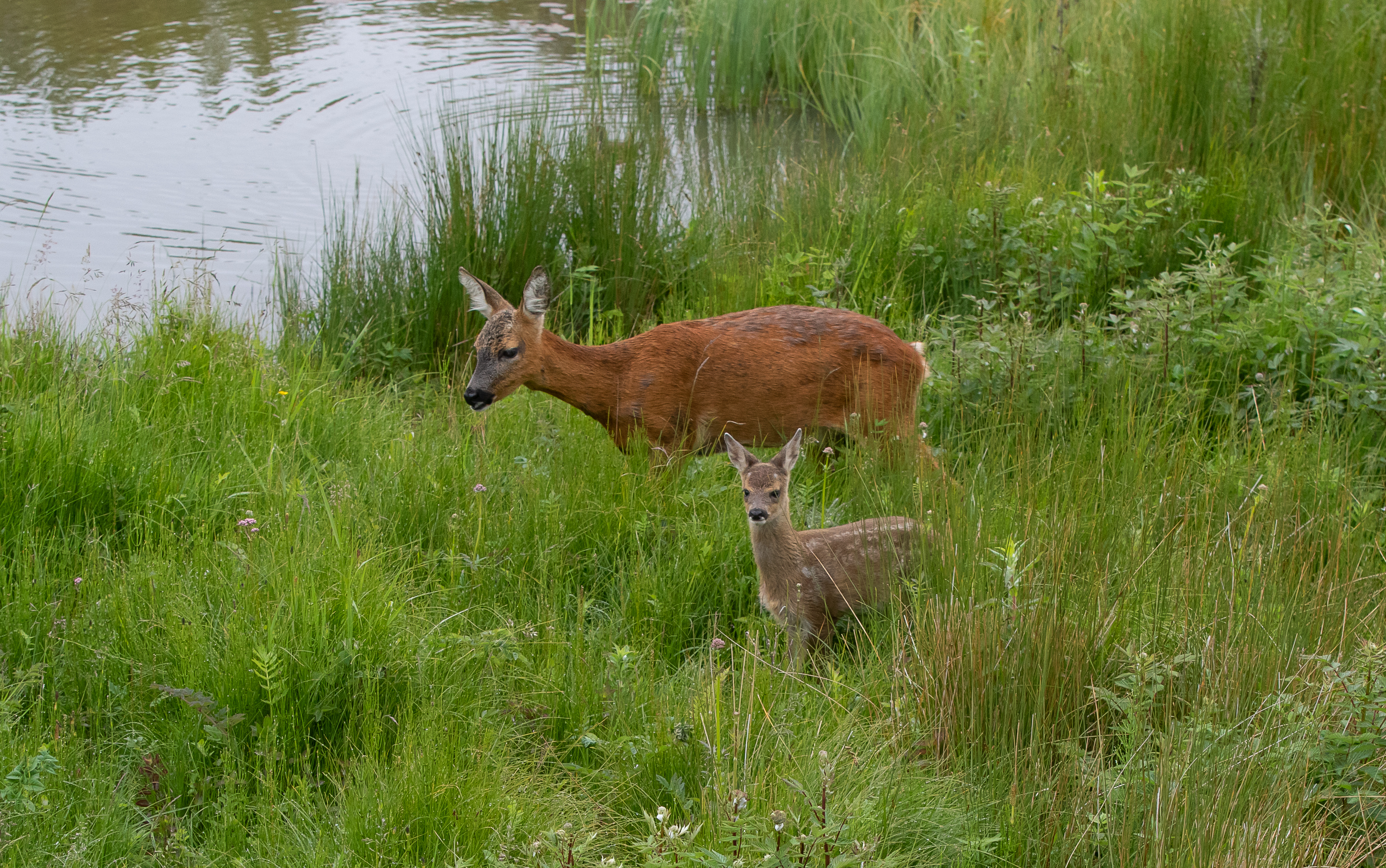 mum and single by woggle water-9083