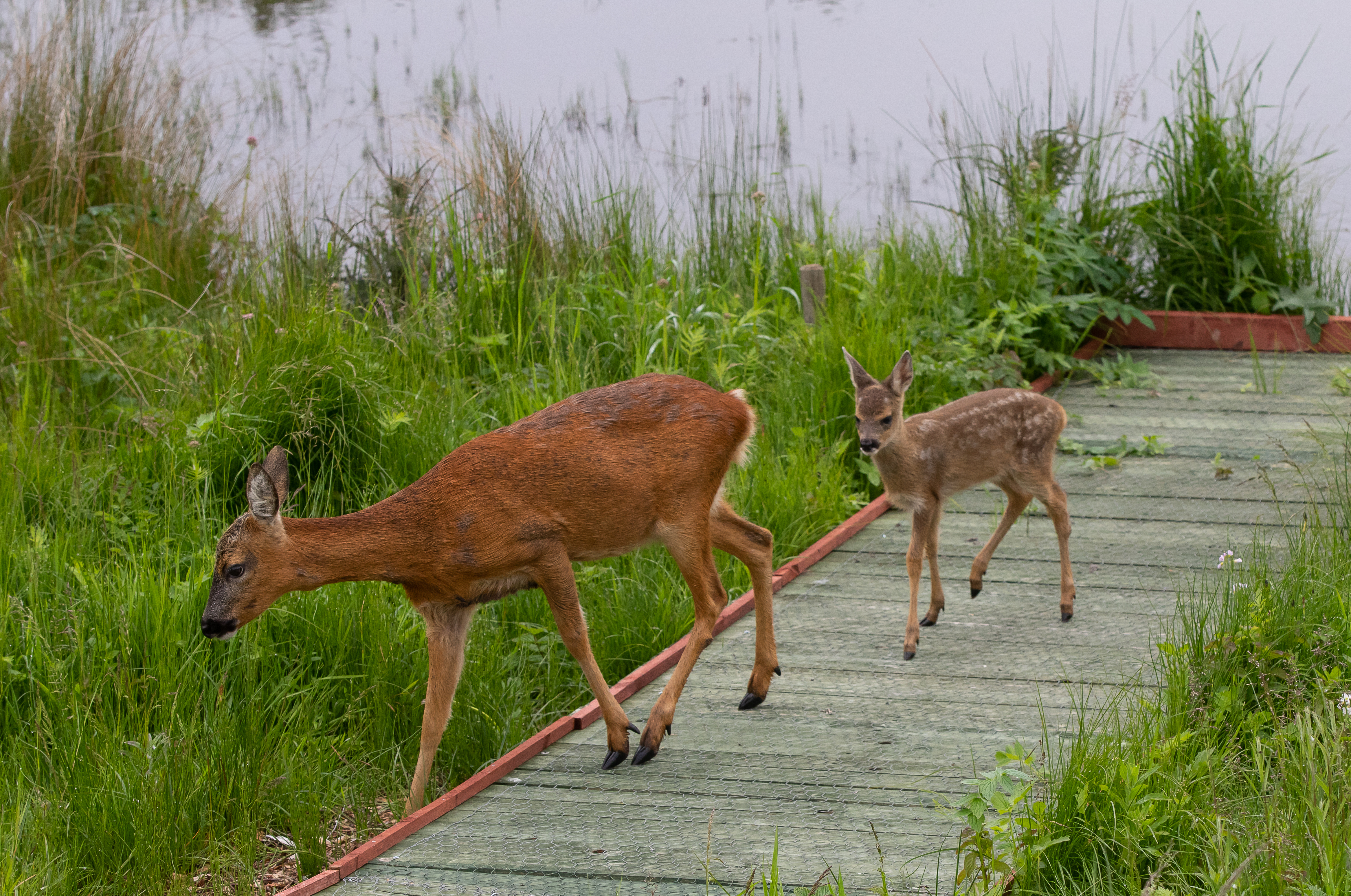 Mum and single fawn-9095