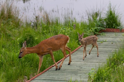 Mum and single fawn-9095