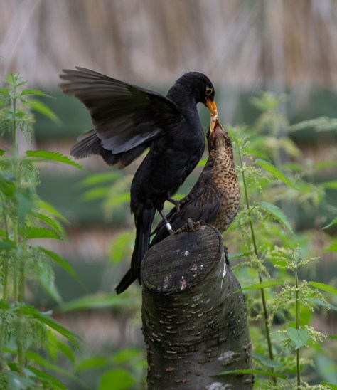 Blackie feeding II-9706