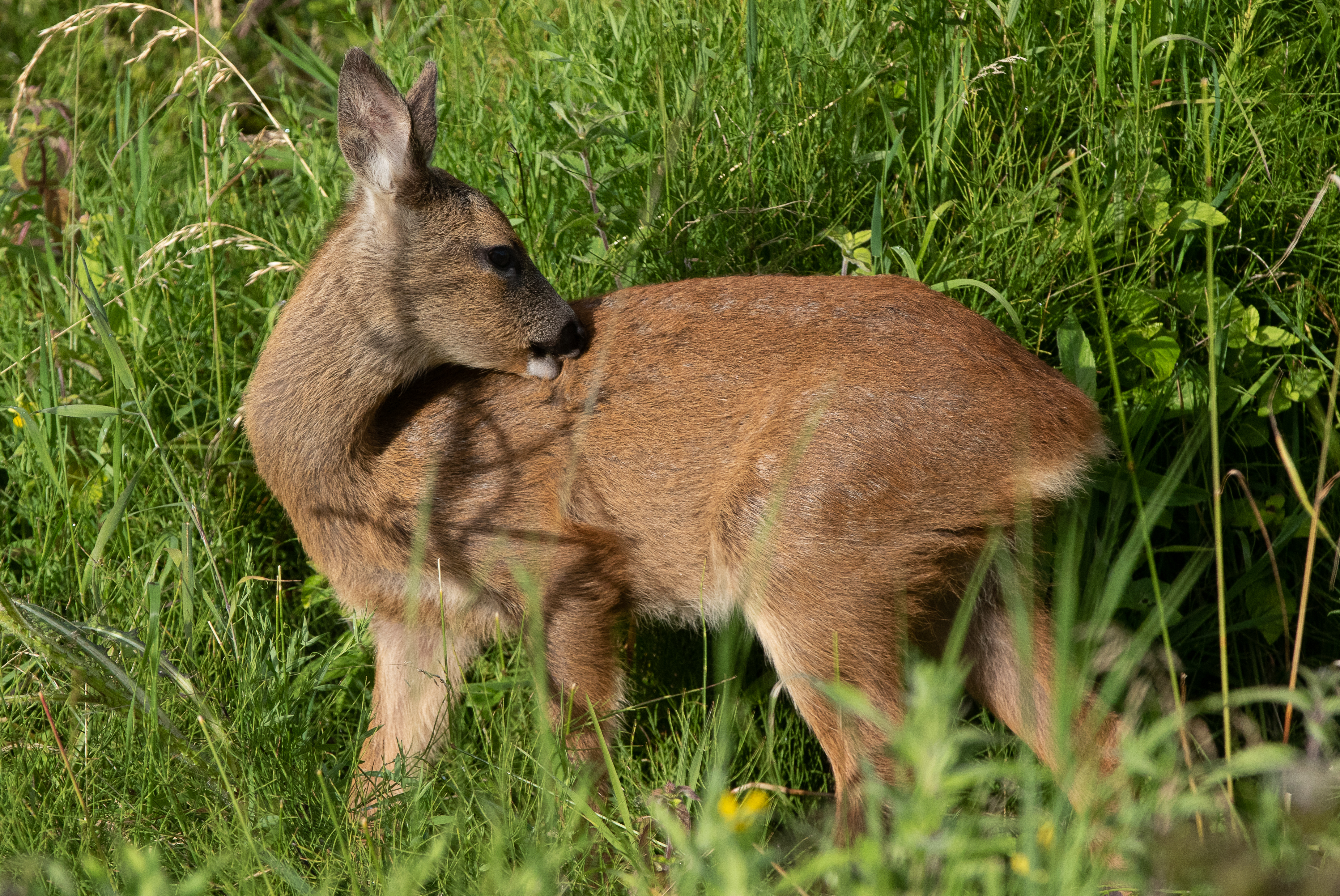 fawn grooming-0257