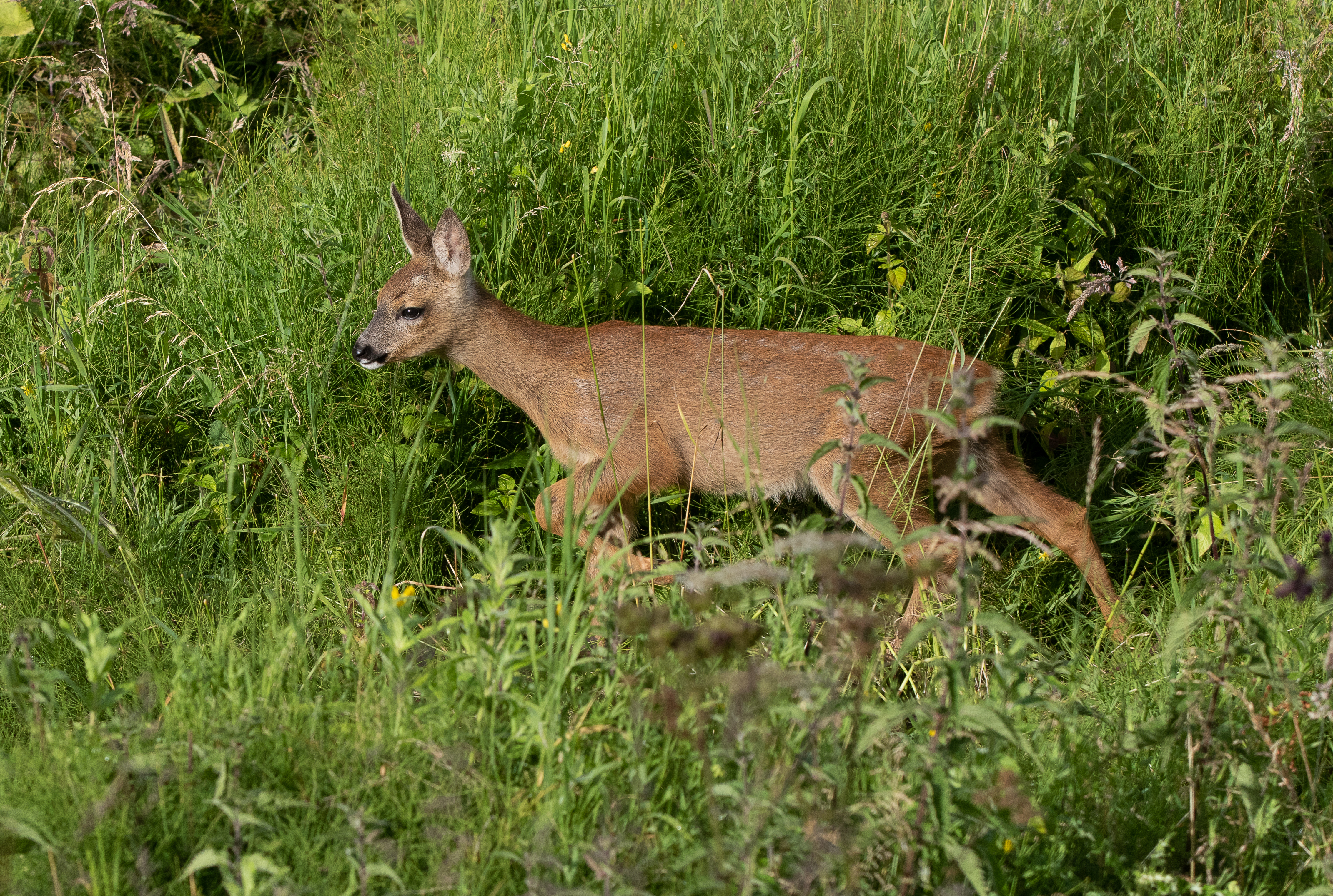 fawn in front of deer view hide-0252