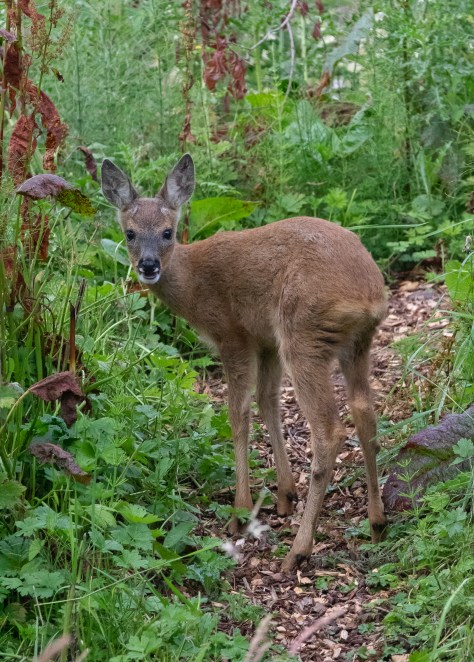 fawn on badger set-0402