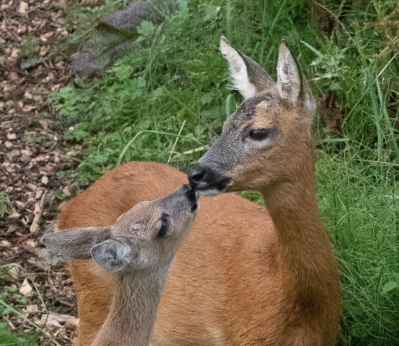 fawn with mother close up-0378
