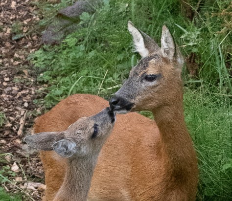 fawn with mother close up-0378