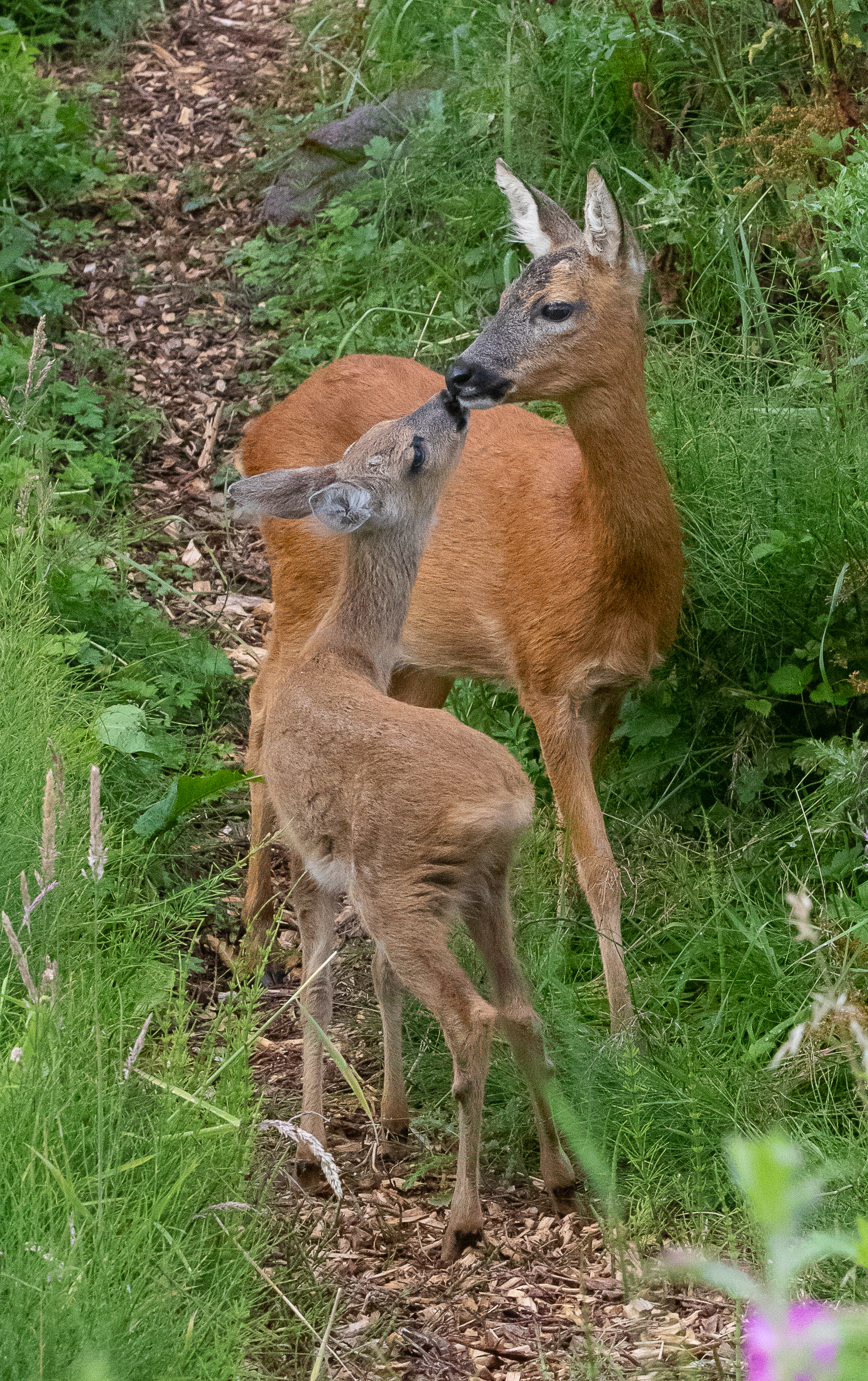 fawn with mother kissing-0372
