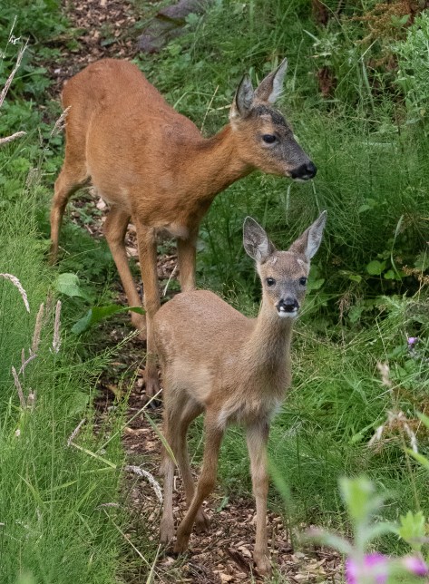 fawn with mother on badger set II-0354